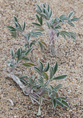 Lupinus tidestromii