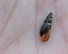Omphiscola glabra