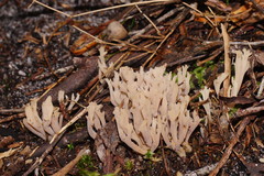 Clavulina vinaceocervina