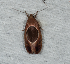 Hoplomorpha abalienella