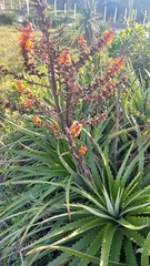 Dyckia encholirioides