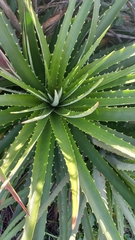 Dyckia encholirioides
