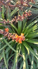 Dyckia encholirioides