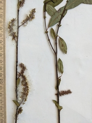 Salix prolixa