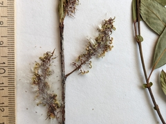 Salix prolixa