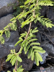 Vachellia insulae-iacobi