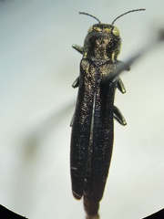 Agrilus masculinus