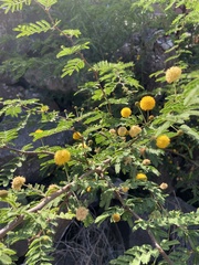 Vachellia insulae-iacobi