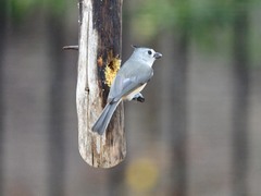 Baeolophus bicolor × atricristatus
