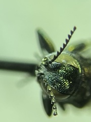 Agrilus masculinus