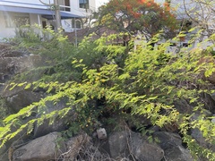 Vachellia insulae-iacobi