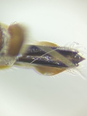 Agrilus masculinus