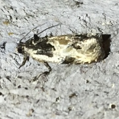 Olethreutes griseoalbana