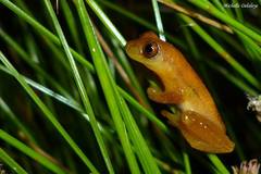 Dendropsophus sanborni