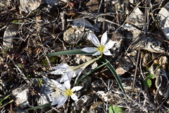 Colchicum hungaricum