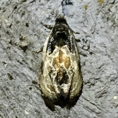 Olethreutes griseoalbana