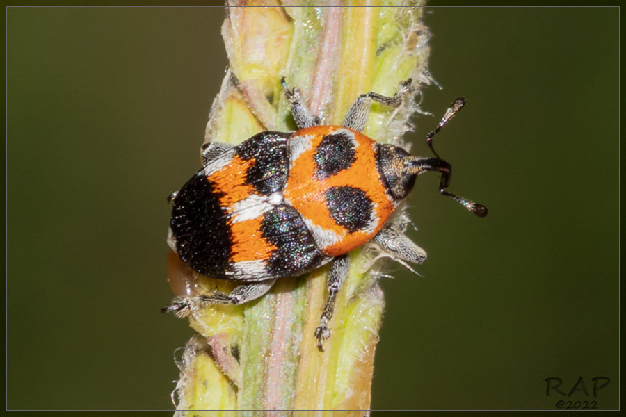 Leptoschoinus fucatus