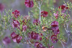 Dodonaea stenozyga