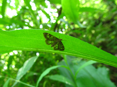 Anania coronata