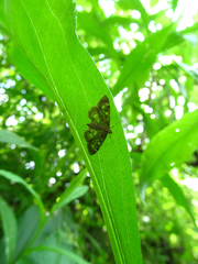 Anania coronata