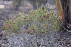 Dodonaea stenozyga