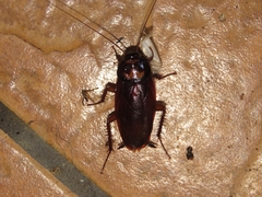 Periplaneta brunnea