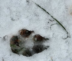 Vulpes vulpes fulvus