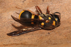 Epsilon chartergiforme