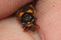 Epsilon chartergiforme