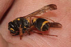 Epsilon chartergiforme