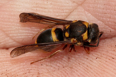 Epsilon chartergiforme