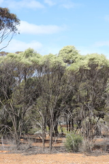 Eremophila interstans interstans