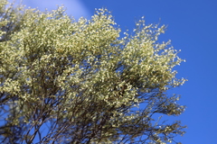 Eremophila interstans interstans