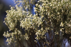 Eremophila interstans interstans