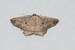 Polyacme subpulchra