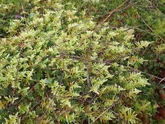 Homalothecium megaptilum