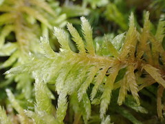 Homalothecium megaptilum