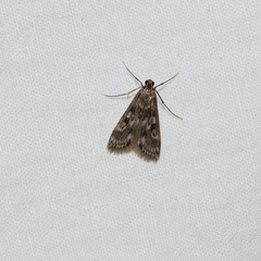 Araeomorpha diplopa