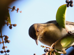 Turdus amaurochalinus