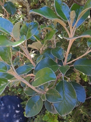 Brachyglottis buchananii