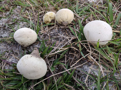 Lycoperdon radicatum