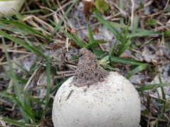 Lycoperdon radicatum