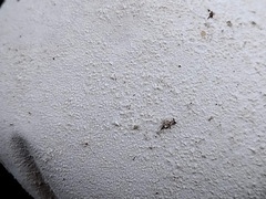 Lycoperdon radicatum