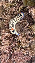 Hypselodoris maritima