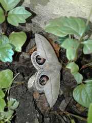 Leucanella viridescens