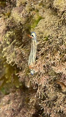 Hypselodoris maritima