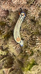 Hypselodoris maritima