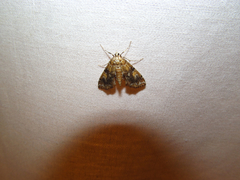 Elophila faulalis