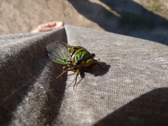 Guyalna bonaerensis