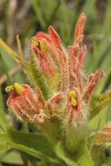 Castilleja moranensis